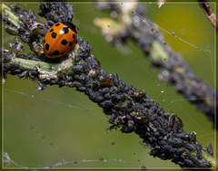 Hyadaphis passerinii