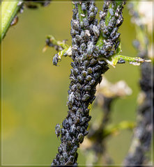 Hyadaphis passerinii