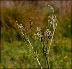 Hyadaphis passerinii