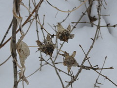 Codonopsis lanceolata