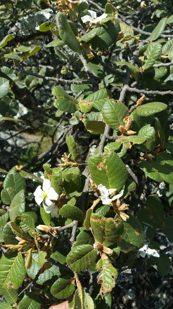 Perrierodendron quartzitorum
