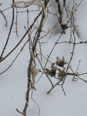 Codonopsis lanceolata