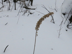 Actaea simplex