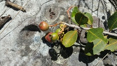 Image of Syzygium parkeri