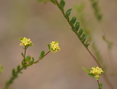 Pimelea flava flava