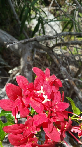 Paracarphalea image