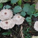 Lepiota rachodes - Photo (c) Terry Howes, some rights reserved (CC BY-NC-SA)