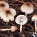 Leucoagaricus mucrocystis - Photo (c) anonymous, some rights reserved (CC BY-SA)