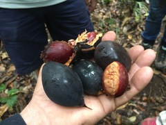 Van-royena castanosperma