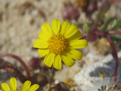 Senecio transiens