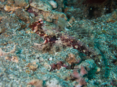 Synchiropus morrisoni