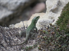 Podarcis siculus siculus