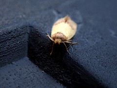 Heteroteucha dichroella