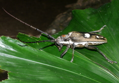 Batocera celebiana
