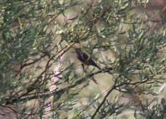 Gavicalis virescens