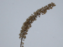 Actaea simplex