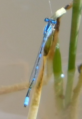 Enallagma praevarum