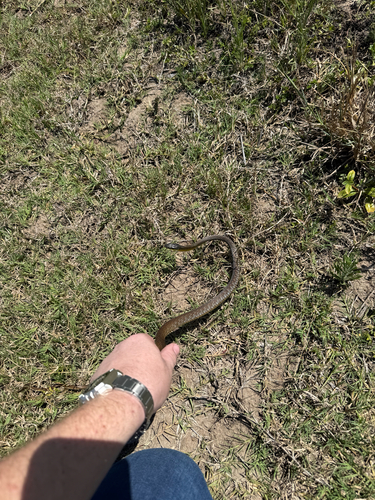 Common Tree Snake sighting