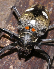 Batocera celebiana