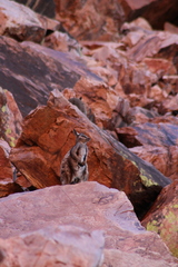 Petrogale lateralis