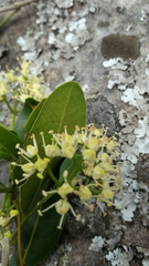 Melicope madagascariensis