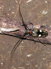 Batocera celebiana