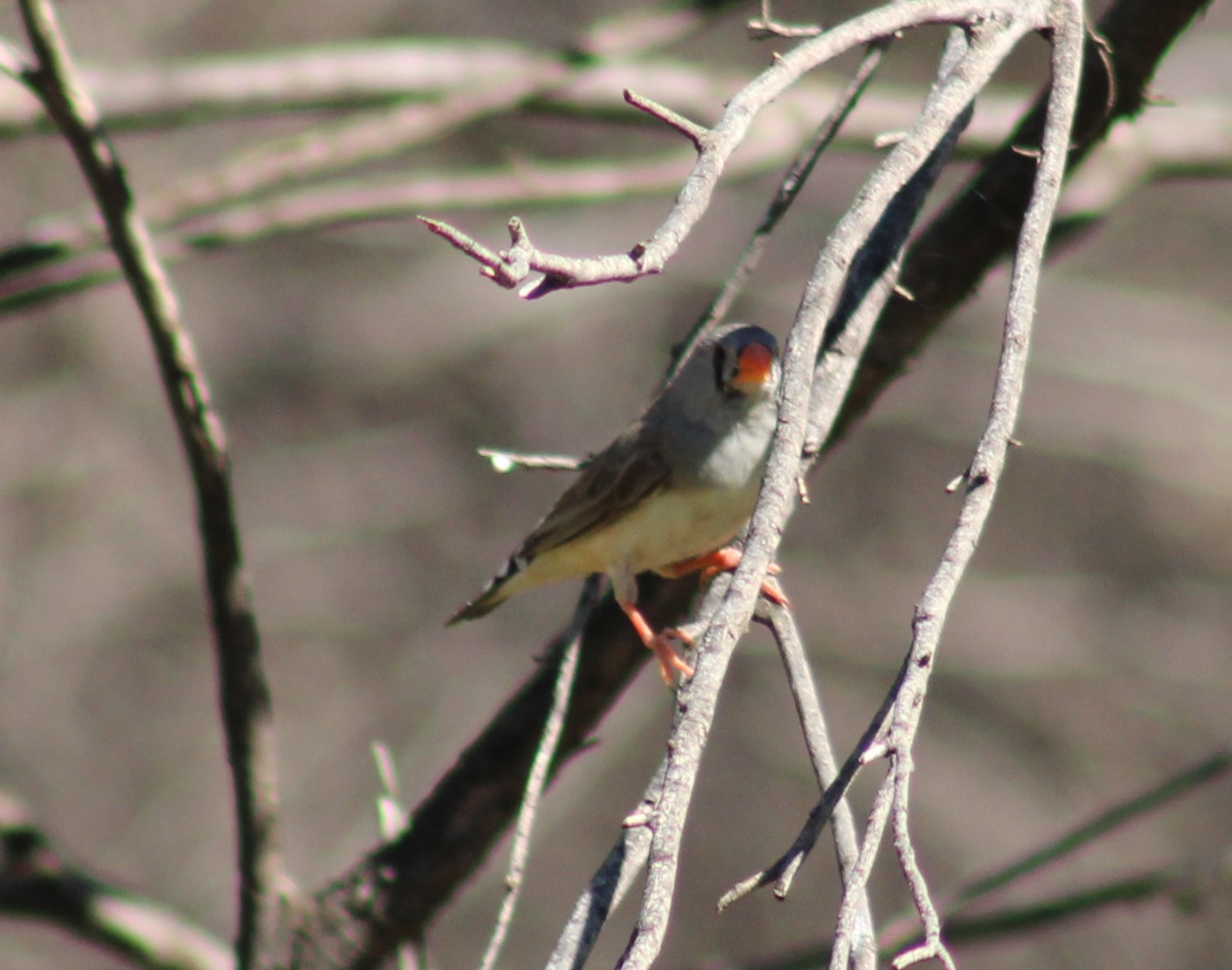 Zebra Finch