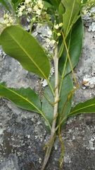 Melicope madagascariensis
