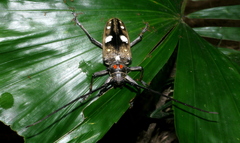 Batocera celebiana