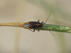 Horistus orientalis