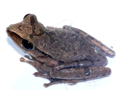 Polypedates iskandari