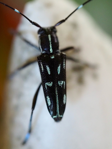 Glenea paramounieri