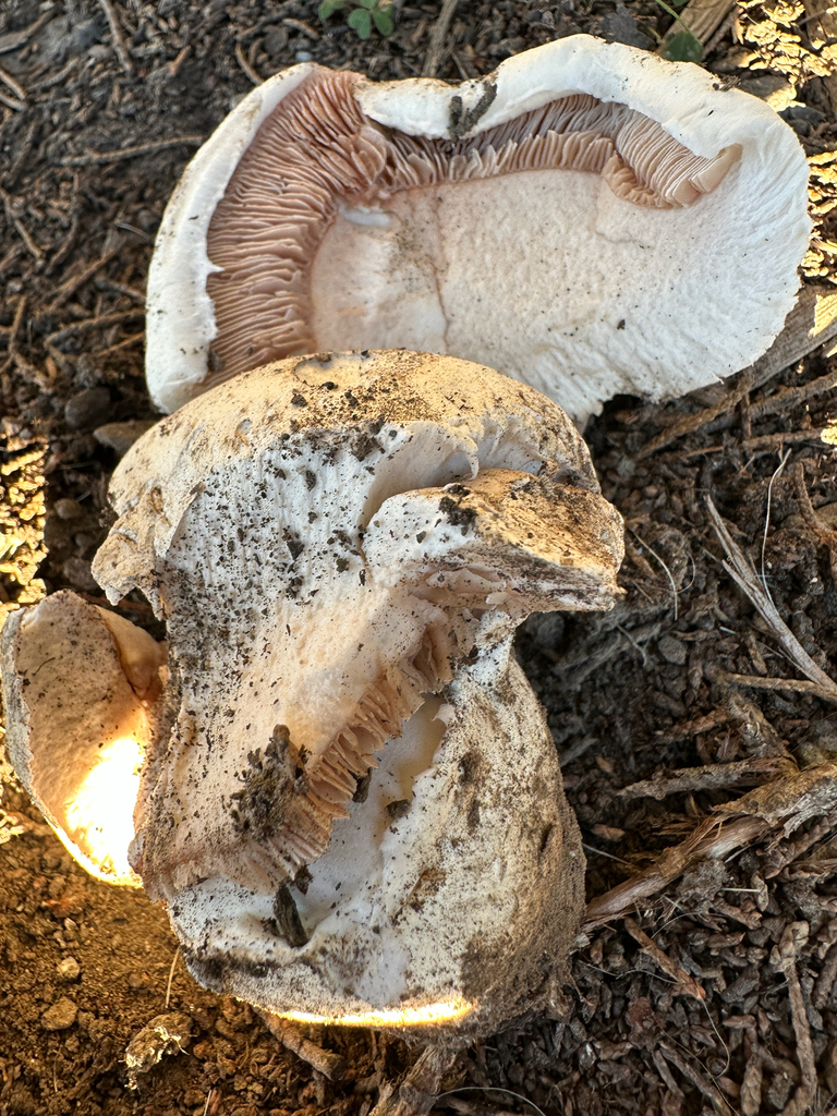 Agaricus bernardii