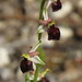 Ophrys argolica morisii - Photo (c) Yves Bas, μερικά δικαιώματα διατηρούνται (CC BY), uploaded by Yves Bas