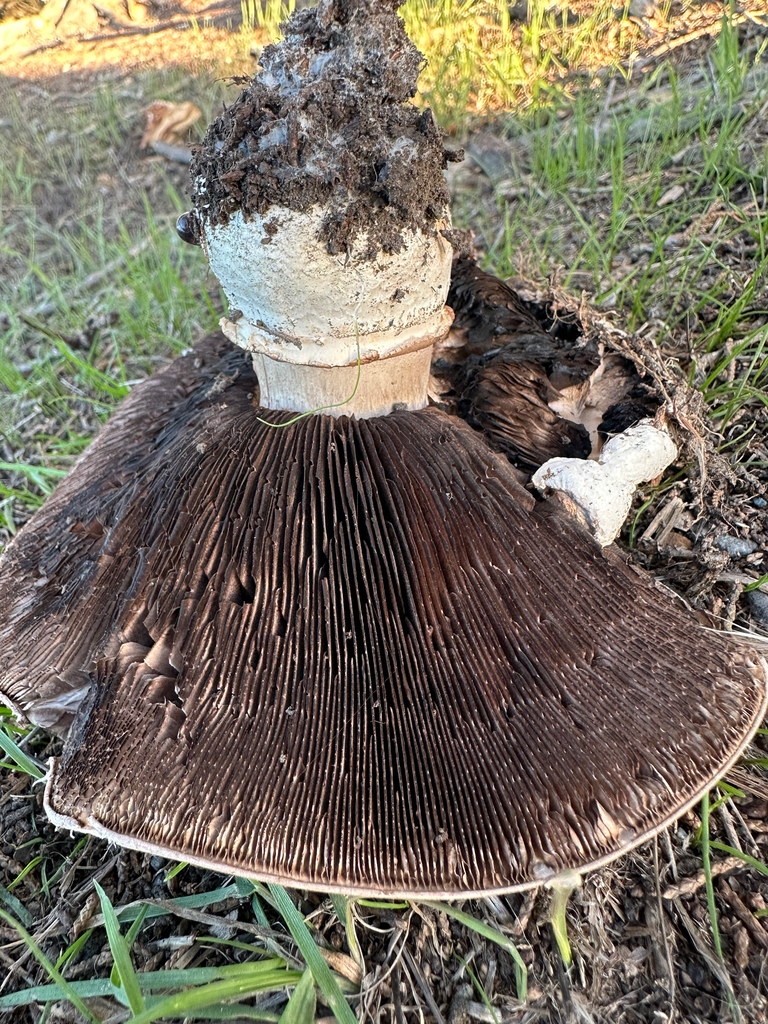 Agaricus bernardii · October 2025 · photo: © joemammaba (iNaturalist, cc-by-nc)