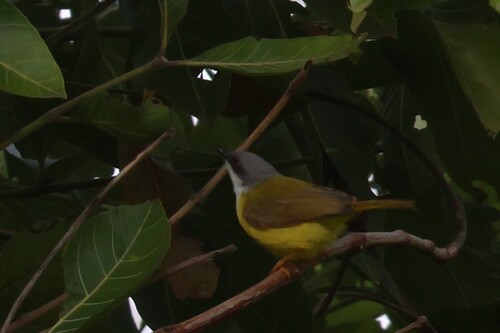 iNaturalist image
