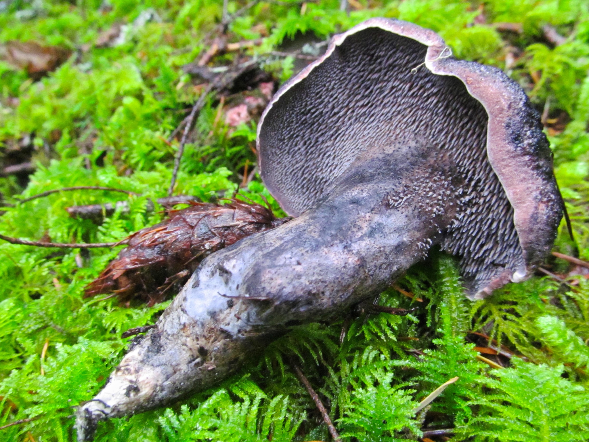 Sarcodon fuscoindicus image