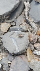 Habronattus virgulatus