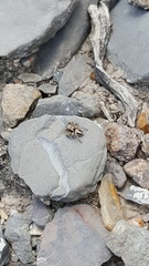 Habronattus virgulatus