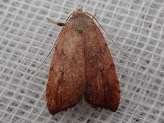 Tortricopsis semijunctella