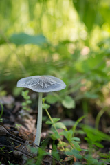 Coprinopsis lagopides