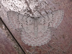 Pingasa lariaria