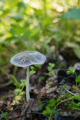 Coprinopsis lagopides