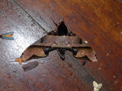 Amplypterus panopus
