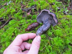 Hydnellum fuscoindicum