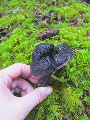 Hydnellum fuscoindicum