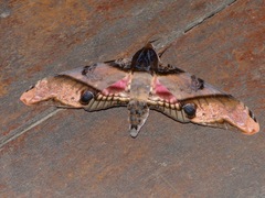 Amplypterus panopus