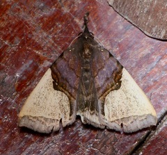 Ochrotrigona praetextata