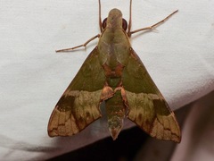 Angonyx testacea