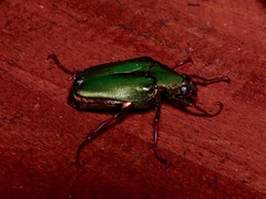 Pseudochalcothea spathulifera